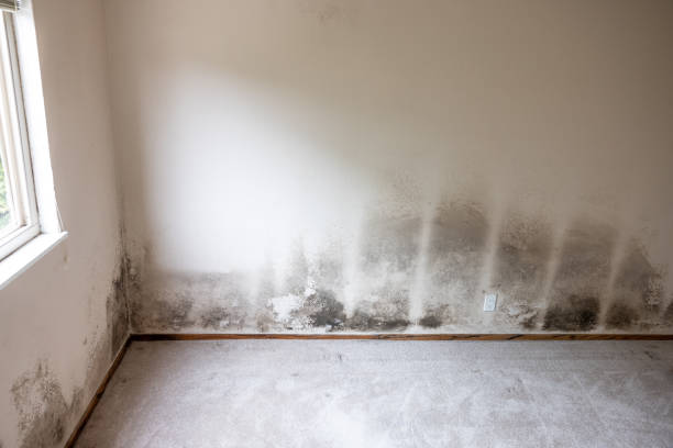 Best Mold Removal for HVAC Installations  in USA